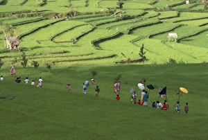 Procession through rice terraces ner Tenganan