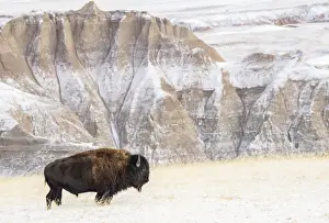 South Dakota Prints: Profile of American Bison (Bison Bison) in the snow in the Badlands