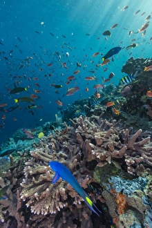 A profusion of coral and reef fish on Batu Bolong, Komodo Island National Park, Indonesia, Southeast Asia, Asia