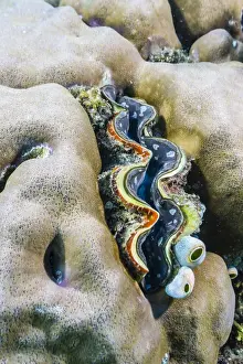 Mollusc Prints: A profusion of hard and soft coral with a giant clam underwater on Tengah Besar Island