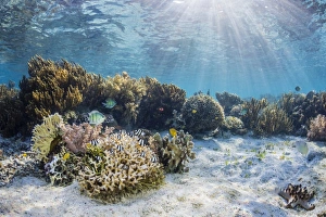Indonesian Prints: A profusion of hard and soft corals on Sebayur Island, Komodo National Park, Flores Sea
