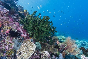 Indonesian Prints: Profusion of hard and soft corals on Tengah Kecil Island, Komodo National Park, Flores Sea