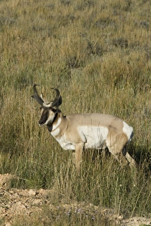 Antelope Prints: Prong-horned antelope (Antilocapra Americana), Bryce Canyon National Park