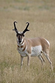 Images Dated 27th August 2008: Pronghorn (Antilocapra americana) buck, Custer State Park, South Dakota
