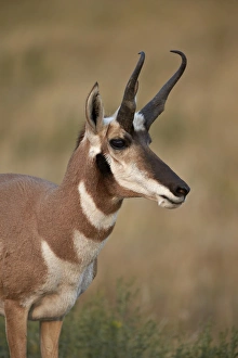 Pronghorn (Antilocapra americana) buck, Custer State Park, South Dakota, United States of America, North America