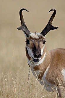 Images Dated 27th August 2008: Pronghorn (Antilocapra americana) buck eating, Custer State Park, South Dakota