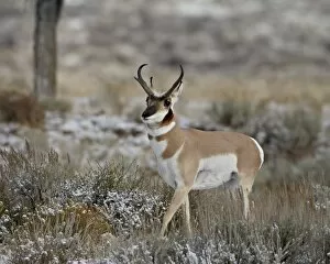 Images Dated 8th October 2009: Pronghorn (Antilocapra americana) buck in the snow, Grand Teton National Park