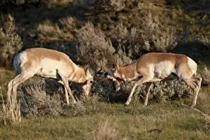 Confrontation Gallery: Two Pronghorn (Antilocapra americana) bucks sparring, Yellowstone National Park, Wyoming