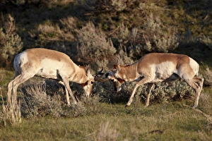 Confrontation Gallery: Two Pronghorn (Antilocapra americana) bucks sparring, Yellowstone National Park, Wyoming