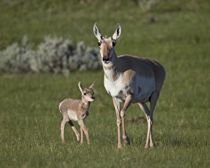 Pronghorn Prints: Pronghorn (Antilocapra americana) cow and calf