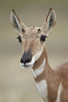 South Dakota Prints: Pronghorn (Antilocapra americana) doe