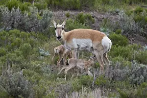 Protecting Prints: Pronghorn (Antilocapra americana) doe and two days-old fawns, Yellowstone National Park