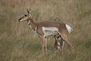 Nursing Prints: Pronghorn (Antilocapra americana) nursing