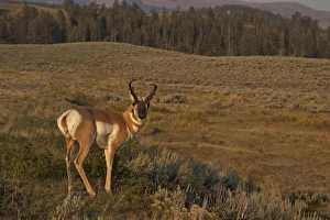 Pronghorn buck (Antilocapra americana), Lamar Valley, Yellowstone National Park, UNESCO World Heritage Site, Wyoming, United States of America, North America