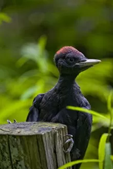 The proud look of a black woodpecker with its sharp peak and its red crown, Lombardy, Italy, Europe
