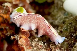 Images Dated 25th May 2008: Pseudoceros bifurcus flatworm, Sulawesi, Indonesia, Southeast Asia, Asia