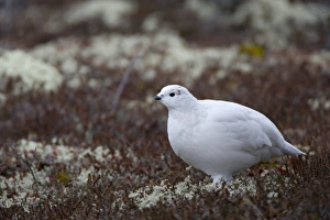 One Bird Only Prints: Ptarmigan, Lagopus mutus, Churchill, Manitoba, Canada, North America