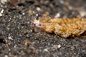 Nudibranch Prints: Pteraeolidia ianthina nudibranch, Sulawesi, Indonesia, Southeast Asia, Asia