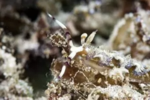 Images Dated 28th December 2011: Pteraeolidia ianthina nudibranch, grows to 150mm, subtropical Indo-west Pacific waters