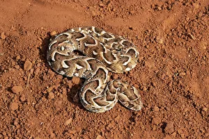 Snake Prints: Puff adder (Bitis arietans), Zimanga Game Reserve, KwaZulu-Natal, South Africa, Africa
