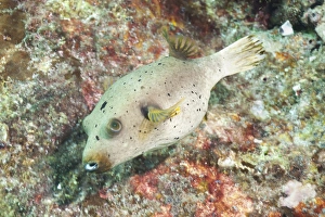 South East Asian Prints: Puffer Fish (Tetraodontidae), Southern Thailand, Andaman Sea, Indian Ocean, Asia