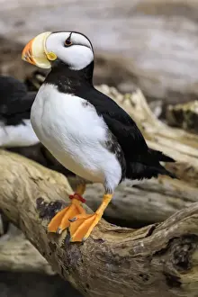Puffin, Alaska Sealife Centre, Coldwater Marine Science Facility, Seward, Resurrection Bay