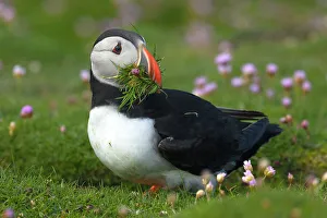 British Isles Prints: Puffin with beakful of grasses, United Kingdom, Europe