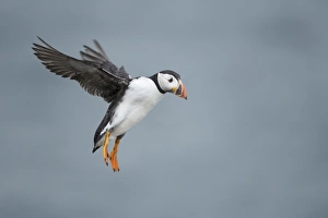 Action Prints: Puffin with cloudy sky flying over Inner Farne, The Farne Islands, Northumberland