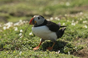 Collecting Prints: Puffin collecting nesting material, Wales, United Kingdom, Europe