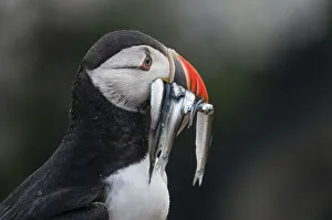 Medium Group Of Animals Prints: Puffin with eels in the rain on Skomer, Wales, United Kingdom, Europe