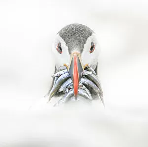 Close Up View Gallery: Puffin (Fratercula)