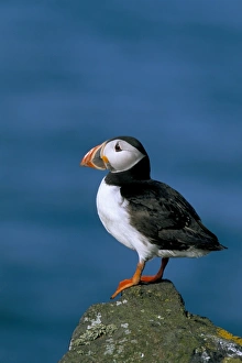 Puffin (Fratercula arctica)