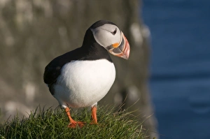 Images Dated 11th June 2009: Puffin (Fratercula arctica) on cliffs of Latrabjarg, Westfjords, Iceland, Polar Regions