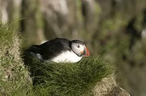 Images Dated 11th June 2009: Puffin (Fratercula arctica) on cliffs of Latrabjarg, Westfjords, Iceland, Polar Regions