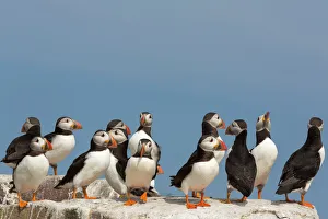 Large Group Of Animals Gallery: Puffin (Fratercula arctica), Farne Islands, Northumberland, England, United Kingdom