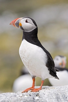 Images Dated 17th June 2008: Puffin (Fratercula arctica), Farne Islands, Northumberland, England, United Kingdom