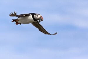 Images Dated 17th June 2010: Puffin (Fratercula arctica), with fish, Farne Islands, Northumberland, England