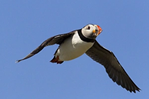 Puffin (Fratercula arctica), flying, Farne Islands, Northumberland, England