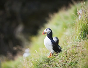Vestmannaeyjar Prints: Puffin (Fratercula arctica), Heimaey Island