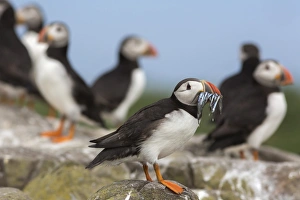 Beak Prints: Puffin (Fratercula arctica) with sand eels