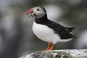 Images Dated 17th June 2008: Puffin (Fratercula arctica), with sandeels, Farne Islands, Northumberland