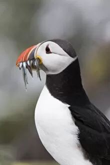 Images Dated 17th June 2008: Puffin (Fratercula arctica) with sandeels, Farne Islands, Northumberland