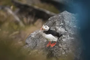 A puffin, Fratercula arctica, stands on a rocky perch in Norway, showcasing striking colors This image captures the essence of Norway's natural beauty puffin fratercula arctica stands rocky perch norway