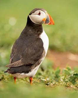 Puffin (Fratercula), Farne Islands, Northumberland, England, United Kingdom, Europe