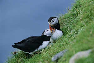 Puffin pair (Fratercula artica) billing