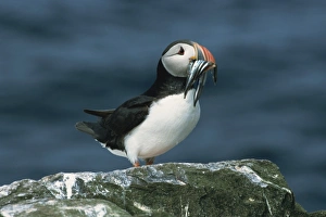 North Umberland Prints: Puffin with sandeels in bill, Farne Islands, Northumberland, England, United Kingdom