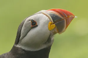 Headshot Prints: Puffin, Skomer Island, Pembrokeshire, Wales, United Kingdom, Europe
