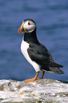 A puffin standing on rock, Farne Islands, Northumberland, England, UK