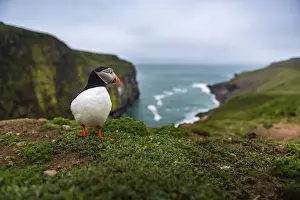 Puffin at the Wick, Skomer Island, Pembrokeshire Coast National Park, Wales, United