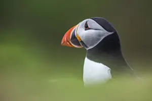 Puffin at the Wick, Skomer Island, Pembrokeshire Coast National Park, Wales, United